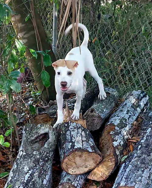Elio, an adoptable Catahoula Leopard Dog in Sanford, FL