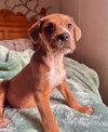 Peanut