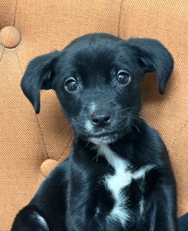 Zeus