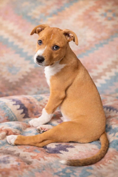 ANDY - Terrier available for adoption