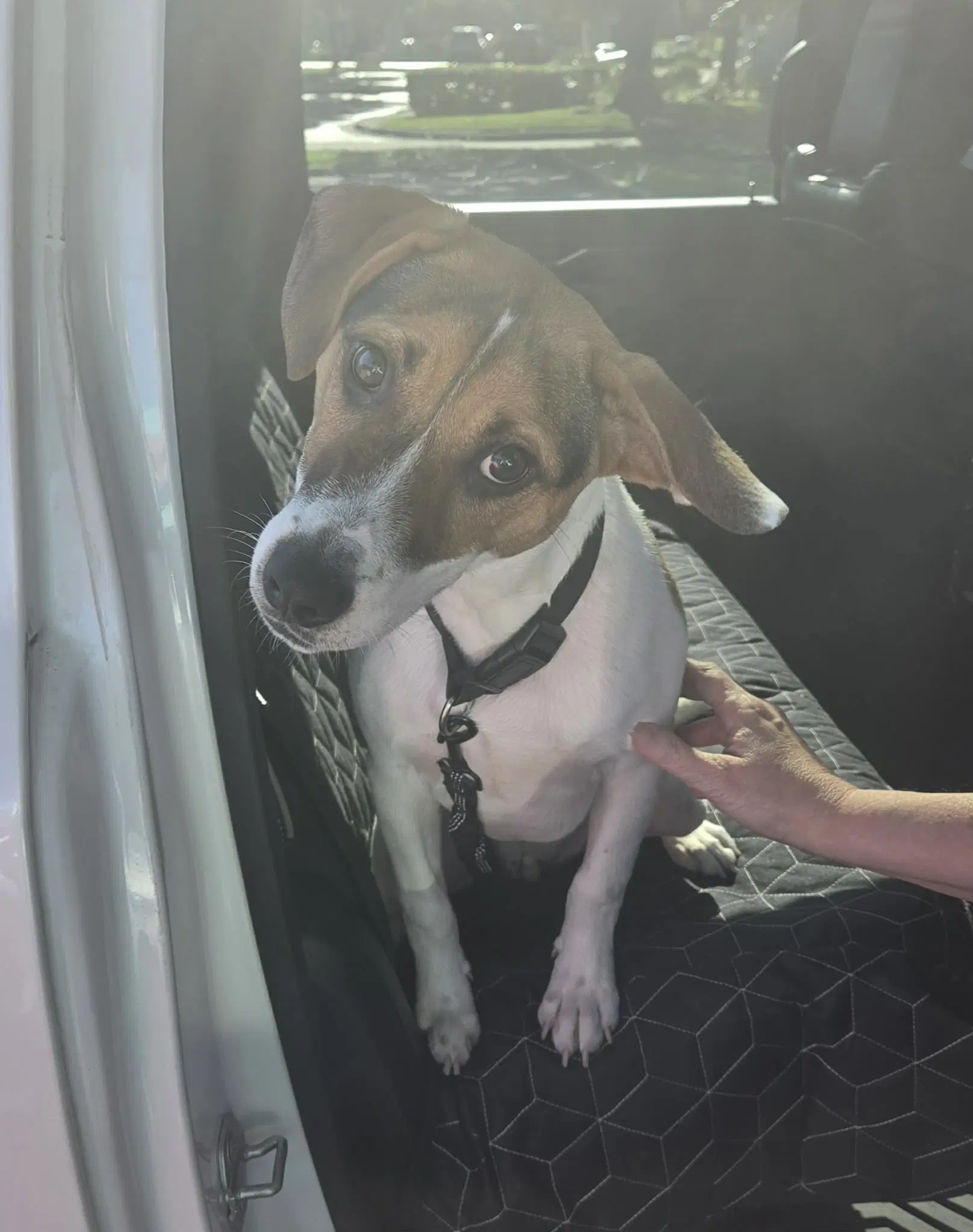 Freddie - Beagle