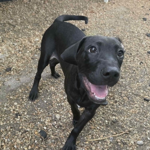 Frankie, an adoptable Labrador Retriever in Sanford, FL