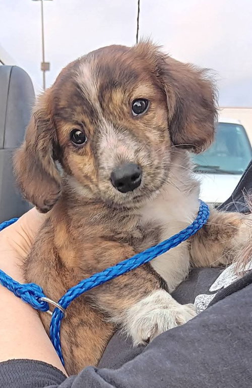 picture of the dog needing adoption