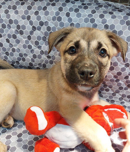 Nicole, an adoptable Shiba Inu in Sanford, FL