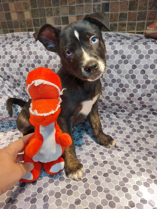 Bodhi, an adoptable Shiba Inu in Sanford, FL