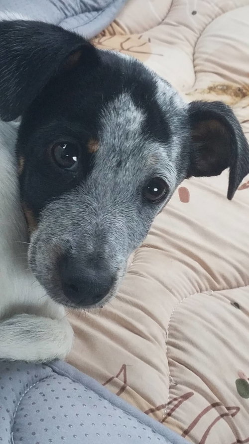 Corey, an adoptable Australian Cattle Dog in Sanford, FL