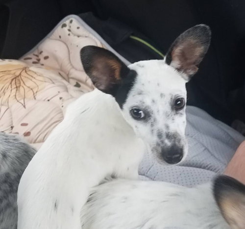 Casey, an adoptable Australian Cattle Dog in Sanford, FL
