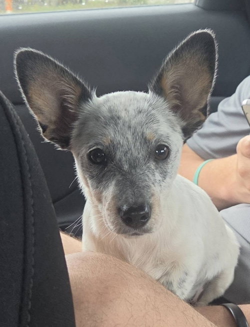 Sydney, an adoptable Australian Cattle Dog in Sanford, FL
