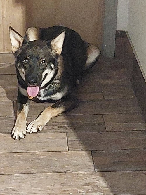 Faith, an adoptable Shepherd in Sanford, FL