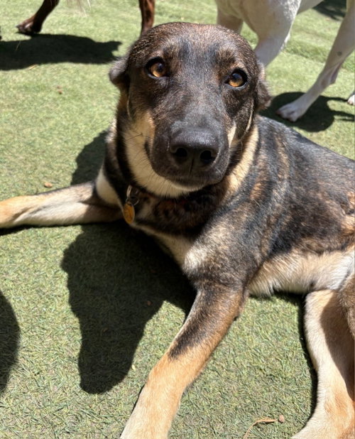Faith, an adoptable Shepherd in Sanford, FL