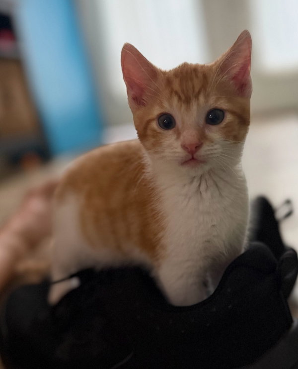 Ralphie