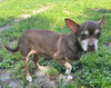 Toby