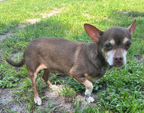 Toby, an adoptable Chihuahua in Sanford, FL