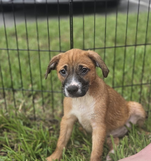 Layla, an adoptable Labrador Retriever in Sanford, FL