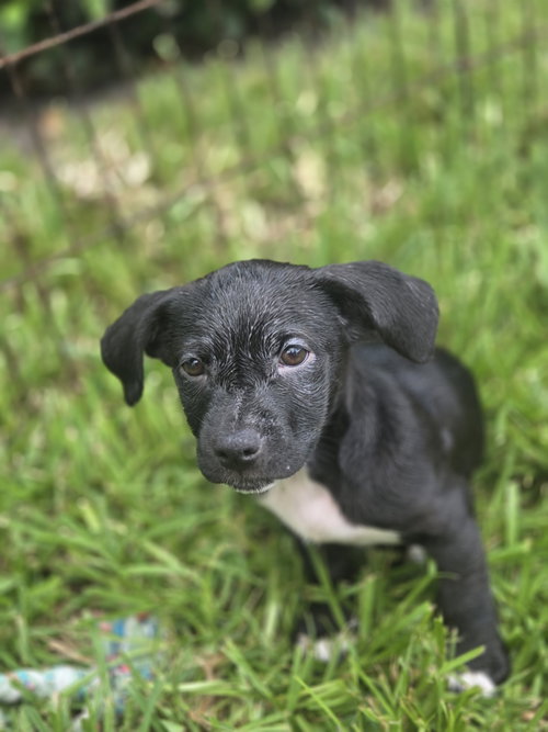 Luna, an adoptable Labrador Retriever in Sanford, FL
