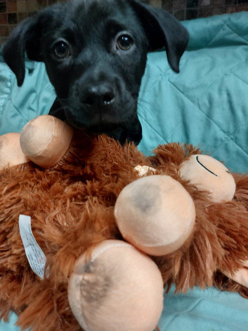 Lincoln, an adoptable Labrador Retriever in Sanford, FL