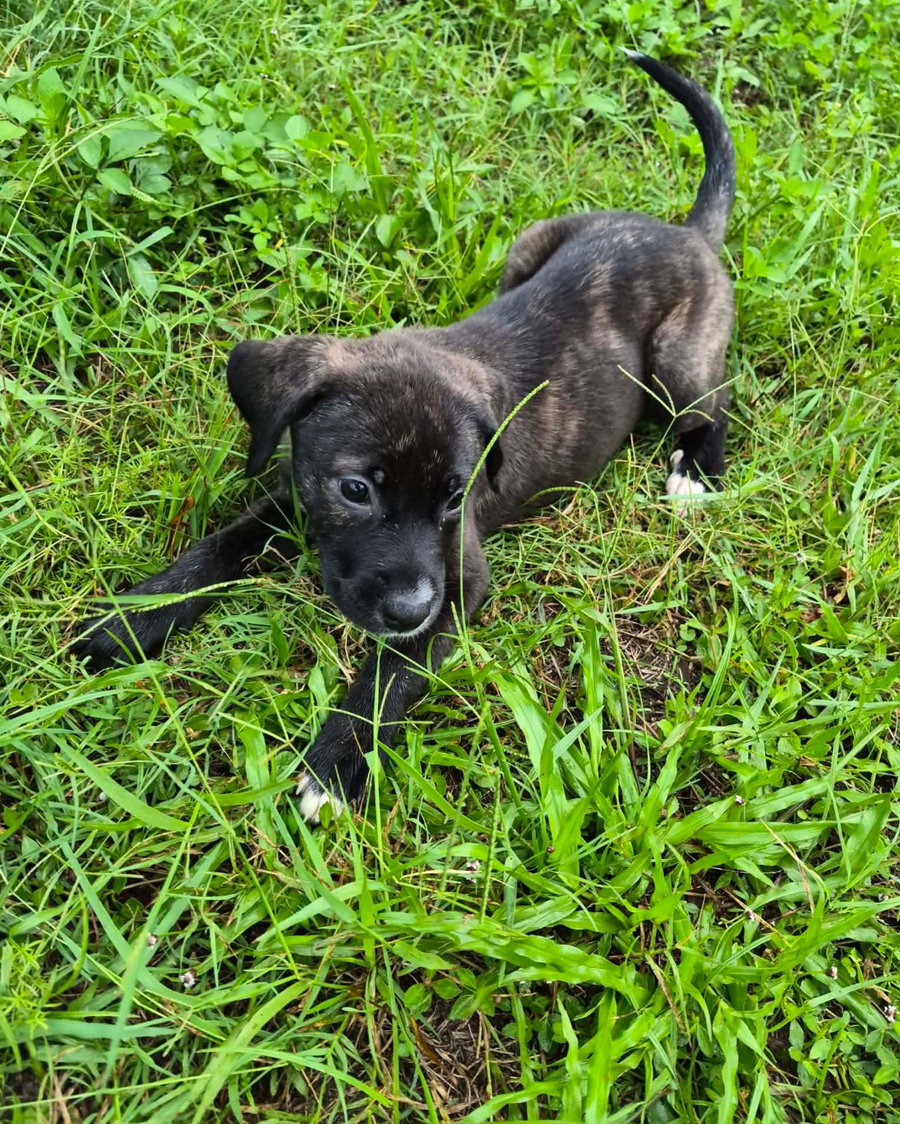 Elsa