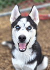 Balto