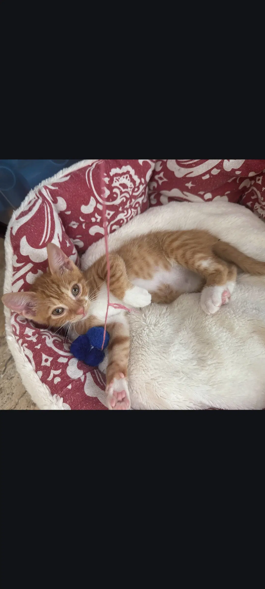 Felix - Tabby