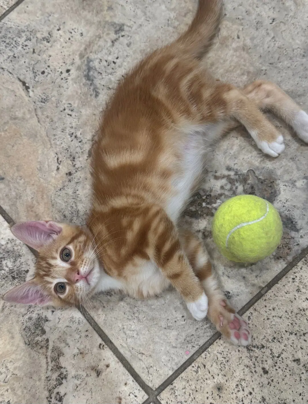 Felix - Tabby