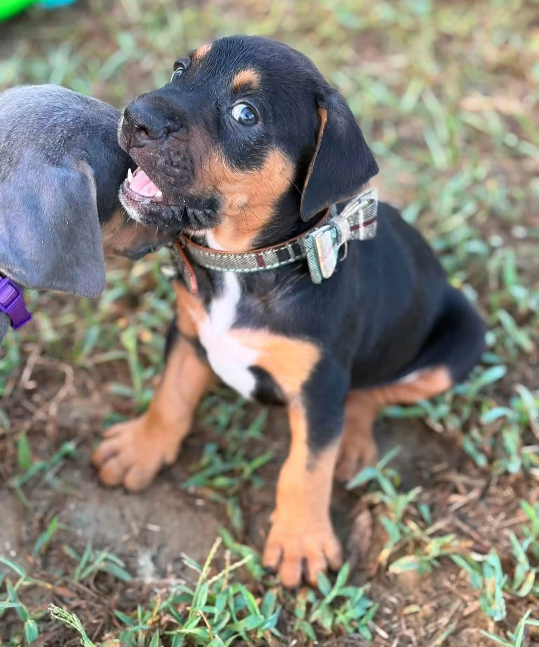Bocephus