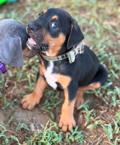 Bocephus, an adoptable dog
