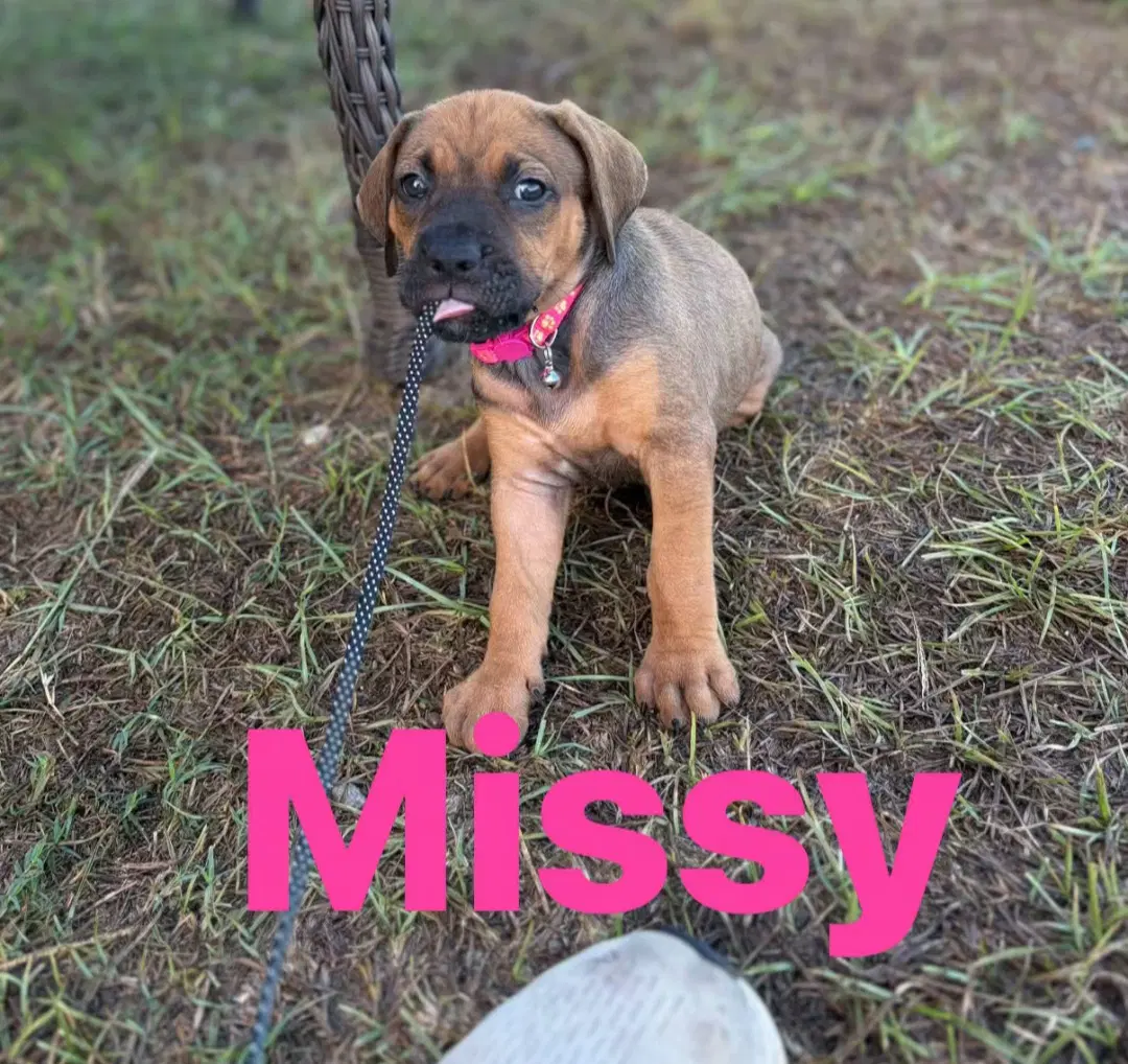 Missy - Hound