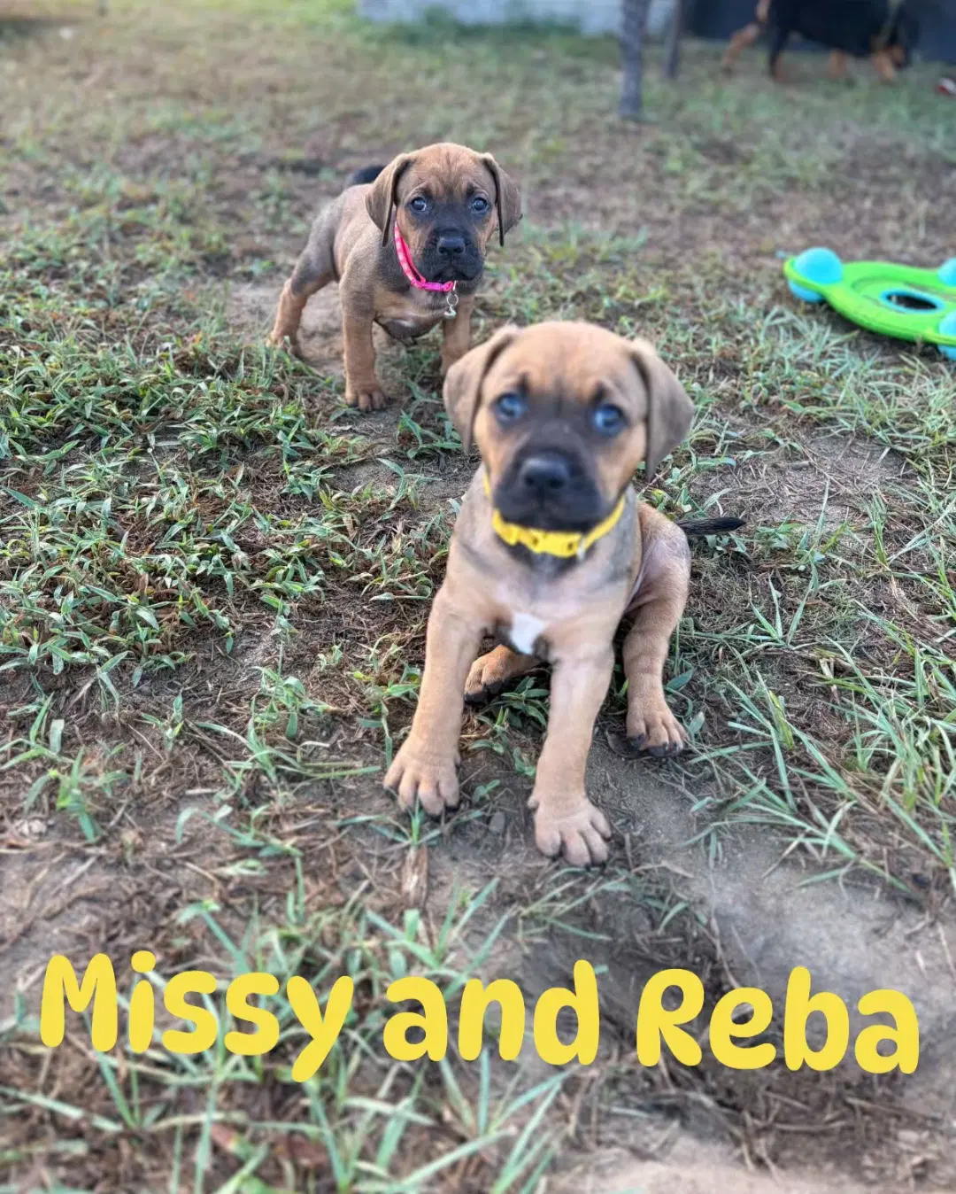 Missy image 2