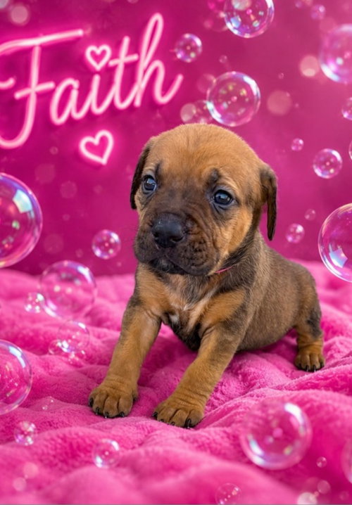 Faith, an adoptable dog