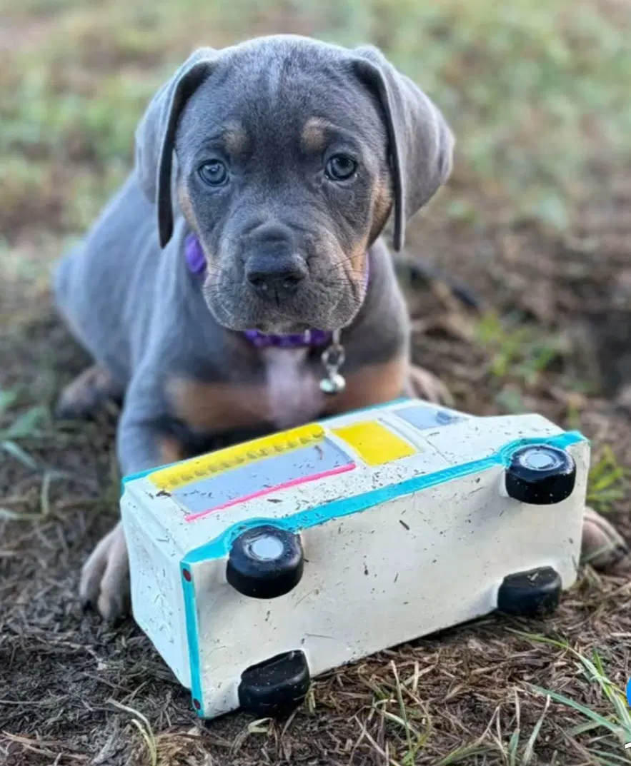 Trisha - Hound
