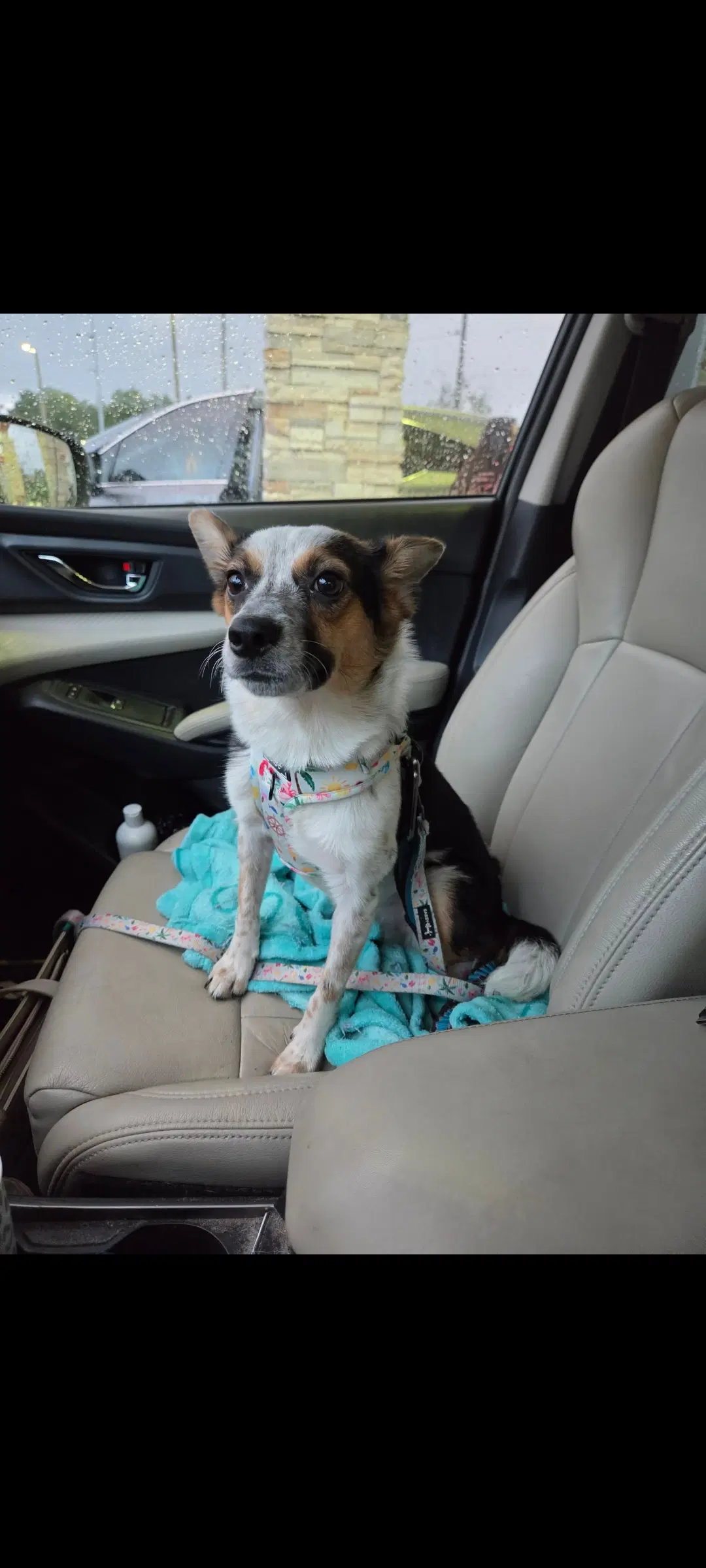 Laney - Corgi
