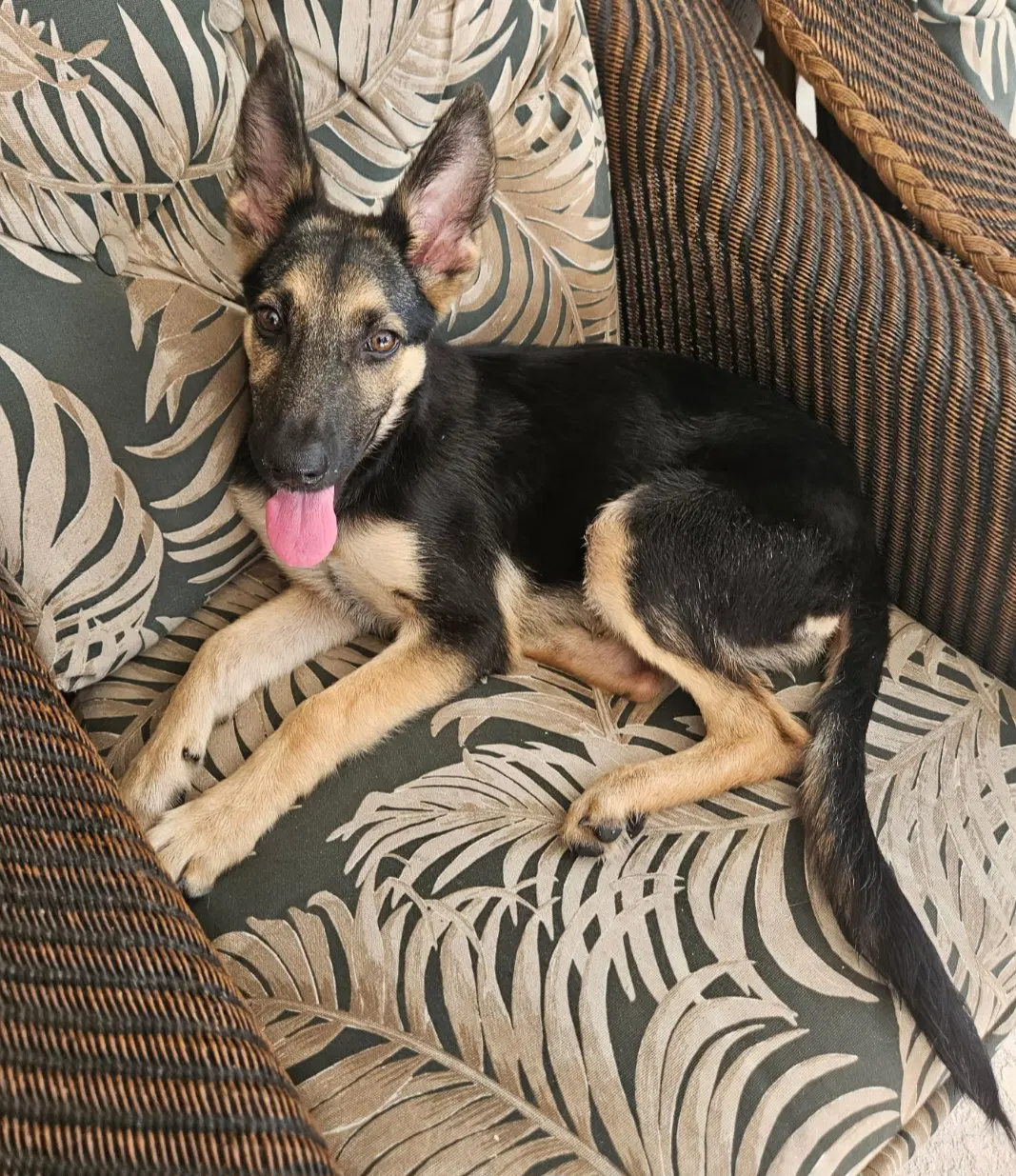 Luna - Shepherd