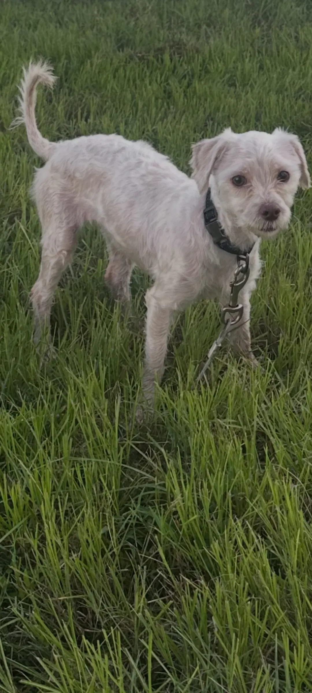 Quincy - Maltese
