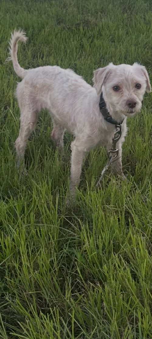 Quincy, an adoptable dog