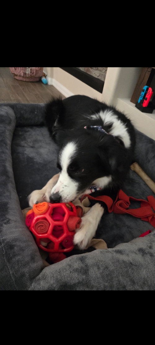 Sadie, an adoptable dog