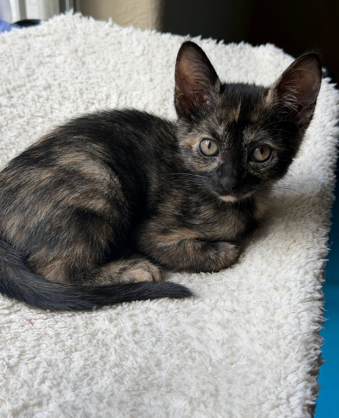 Esme, Tortoiseshell