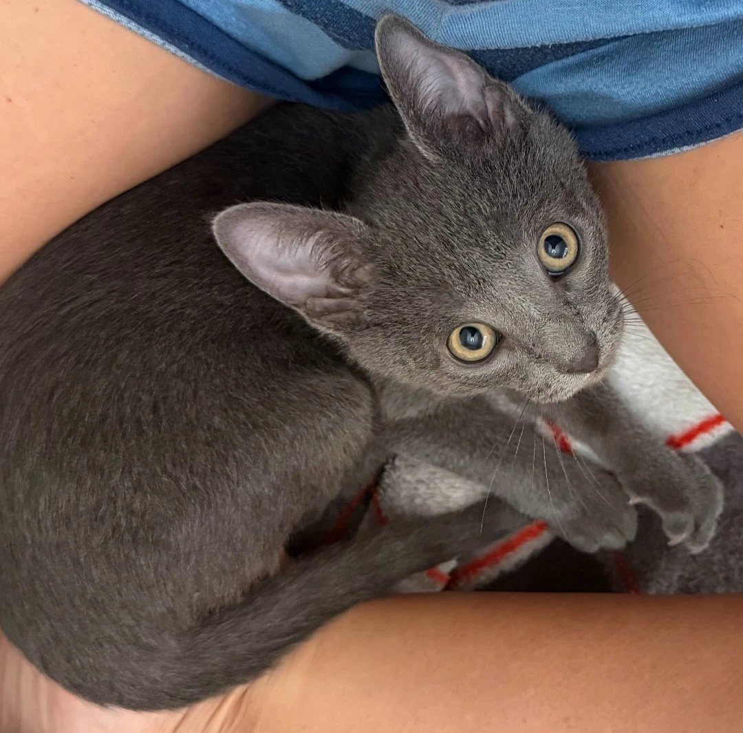 Emmett