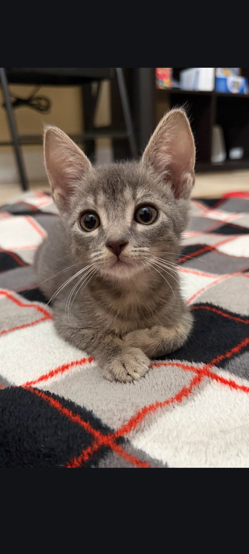 Edward, a cat for adoption from Animal Advocates FL
