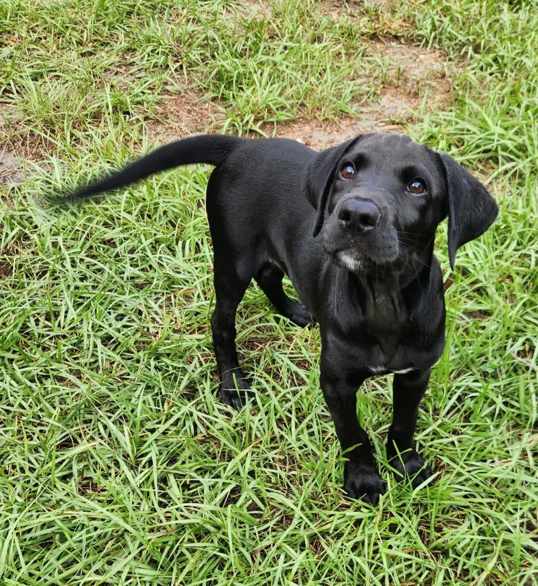Ozzy - Labrador Retriever