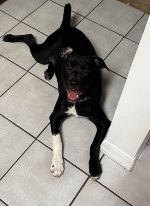 Cleo, Labrador Retriever / Mixed (short coat)
