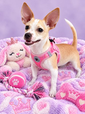 Lulu, an adoptable dog