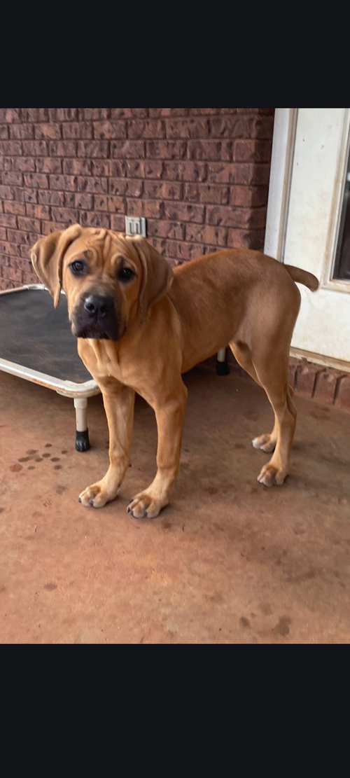 Ginger, an adoptable dog