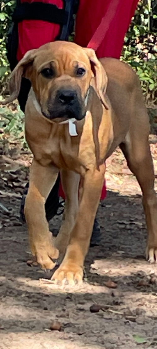 Ginger, Fila Brasileiro / Mixed (short coat)