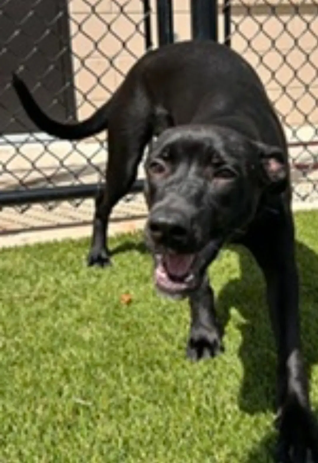 Zoomie - Labrador Retriever