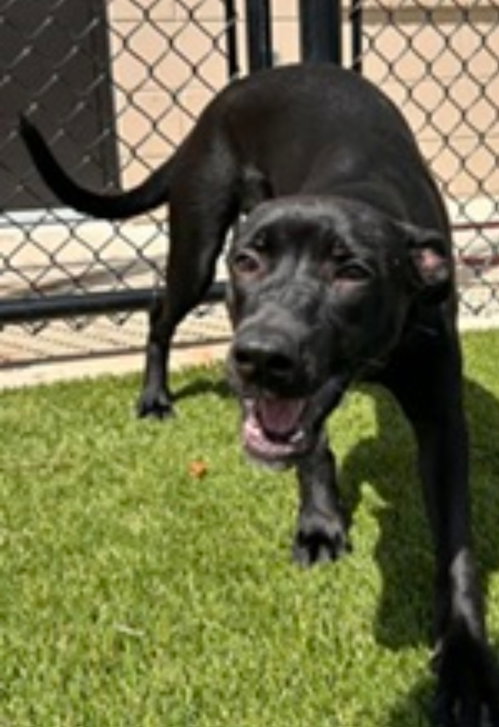 Zoomie, an adoptable dog