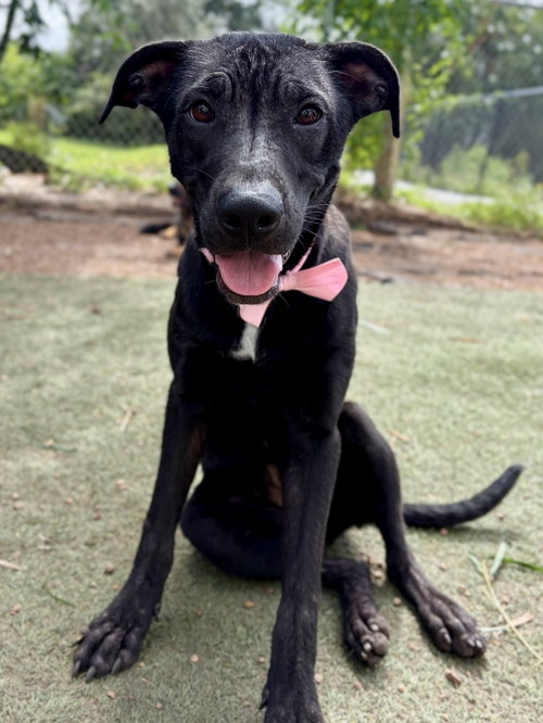 Zoomie, Labrador Retriever / Mixed (short coat)