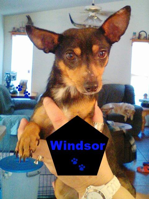 Windsor