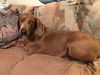 Lola