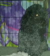 Curley Sue