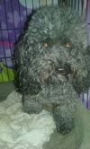 Curley Sue